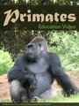 Смотреть «Primats» онлайн фильм в хорошем качестве