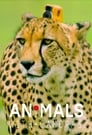 Смотреть «Животные в объективе» онлайн сериал в хорошем качестве