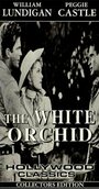 The White Orchid (1954) кадры фильма смотреть онлайн в хорошем качестве