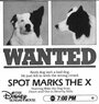 Собачий секрет (1986) кадры фильма смотреть онлайн в хорошем качестве