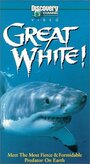 Great White (1998) скачать бесплатно в хорошем качестве без регистрации и смс 1080p
