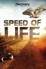 Смотреть «Discovery: Скорость жизни» онлайн сериал в хорошем качестве